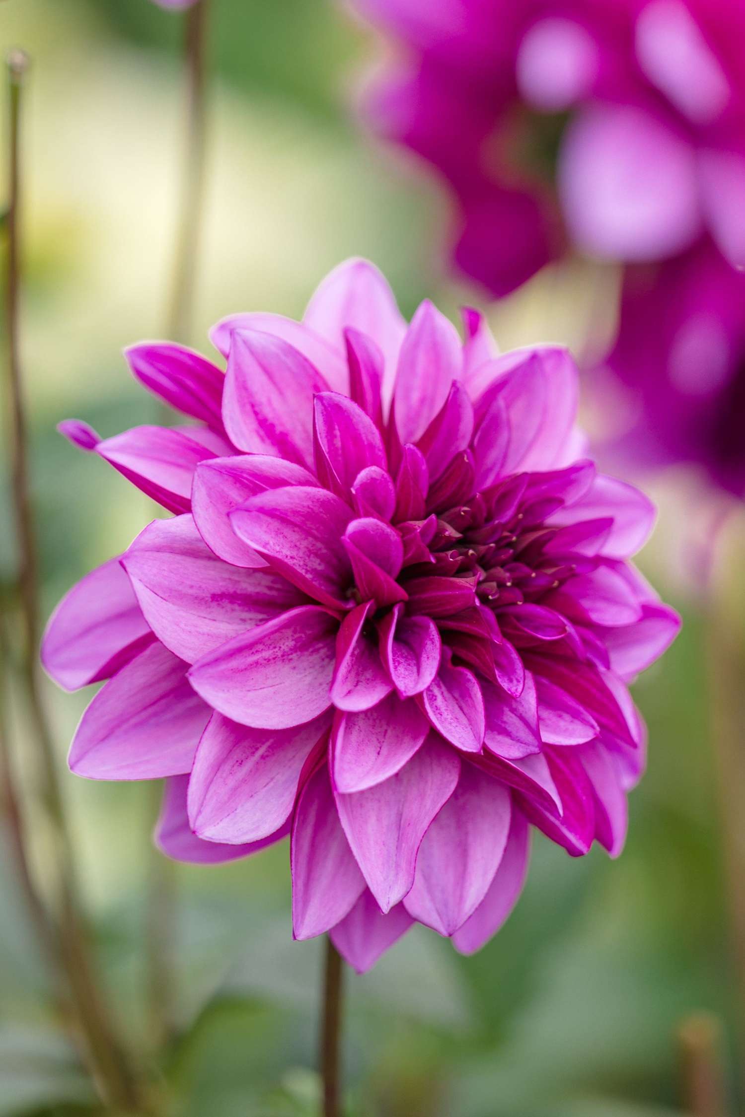 Dahlie 'Blue Bell'